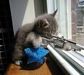 Click image for larger version

Name:	kitten.jpg
Views:	167
Size:	41.4 KB
ID:	8994865
