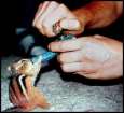 Click image for larger version

Name:	chipmunk7qp.jpg
Views:	142
Size:	3.1 KB
ID:	8994881