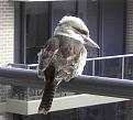 Click image for larger version

Name:	kookaburra came a calling.jpg
Views:	239
Size:	43.3 KB
ID:	8995296