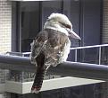 Click image for larger version

Name:	kookaburra came a calling.jpg
Views:	201
Size:	43.3 KB
ID:	8995301