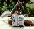 Click image for larger version

Name:	drunk_squirrel.jpg
Views:	199
Size:	14.2 KB
ID:	8995639