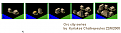 Click image for larger version

Name:	orc cities.png
Views:	240
Size:	6.2 KB
ID:	8996005
