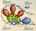 Click image for larger version

Name:	06eukaryotes.jpg
Views:	220
Size:	65.6 KB
ID:	8996008