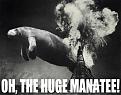 Click image for larger version

Name:	manetee.jpg
Views:	172
Size:	32.6 KB
ID:	8996292
