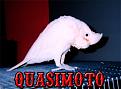 Click image for larger version

Name:	quasi.jpg
Views:	119
Size:	153.9 KB
ID:	8996834