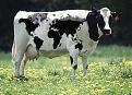 Click image for larger version

Name:	scary cows skins.jpg
Views:	248
Size:	33.9 KB
ID:	8997234