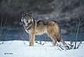 Click image for larger version

Name:	the wolf is watching you.jpg
Views:	155
Size:	36.7 KB
ID:	9002007