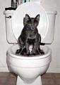 Click image for larger version

Name:	184-catonthetoilet.jpg
Views:	434
Size:	11.1 KB
ID:	9002390