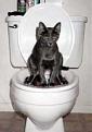 Click image for larger version

Name:	184-catonthetoilet.jpg
Views:	413
Size:	11.1 KB
ID:	9002390