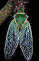 Click image for larger version

Name:	cicada2.jpg
Views:	78
Size:	15.8 KB
ID:	9002466