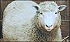 Click image for larger version

Name:	sheep.jpg
Views:	156
Size:	11.3 KB
ID:	9002468