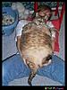 Click image for larger version

Name:	wei-big_fatpussy.jpg
Views:	411
Size:	64.2 KB
ID:	9002480