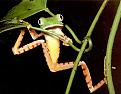 Click image for larger version

Name:	barred_leaf_frog_jpg.jpg
Views:	208
Size:	27.2 KB
ID:	9002807