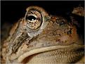 Click image for larger version

Name:	frog2254.jpg
Views:	214
Size:	32.7 KB
ID:	9002809