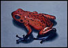 Click image for larger version

Name:	frog-3.jpg
Views:	212
Size:	38.7 KB
ID:	9002810