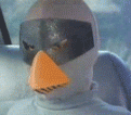 Click image for larger version

Name:	birdlook.gif
Views:	214
Size:	236.8 KB
ID:	9003140