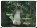 Click image for larger version

Name:	coon.gif
Views:	193
Size:	218.8 KB
ID:	9003143