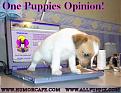 Click image for larger version

Name:	one_puppies_opinion.jpg
Views:	308
Size:	30.0 KB
ID:	9003339