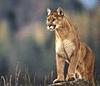 Click image for larger version

Name:	puma.jpg
Views:	194
Size:	2.9 KB
ID:	9003362