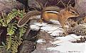 Click image for larger version

Name:	bateman_-_on_the_alert-chipmunk.jpg
Views:	180
Size:	33.8 KB
ID:	9003496