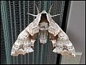 Click image for larger version

Name:	one_eyed_sphinx_moth_1.jpg
Views:	333
Size:	31.6 KB
ID:	9003555