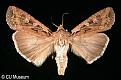 Click image for larger version

Name:	euxoa-auxiliaris_large.jpg
Views:	155
Size:	57.4 KB
ID:	9003573