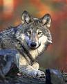 Click image for larger version

Name:	ruby's wolf.jpg
Views:	124
Size:	85.5 KB
ID:	9003606