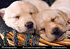 Click image for larger version

Name:	labrador_puppya.jpg
Views:	195
Size:	7.3 KB
ID:	9003867