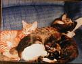 Click image for larger version

Name:	awwwww.jpg
Views:	316
Size:	128.7 KB
ID:	9004092