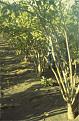 Click image for larger version

Name:	plantation-henning-nicaragua.jpg
Views:	87
Size:	64.7 KB
ID:	9004348