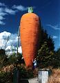 Click image for larger version

Name:	carrot.jpg
Views:	196
Size:	107.6 KB
ID:	9004412