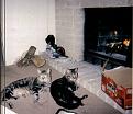 Click image for larger version

Name:	cats 1.jpg
Views:	140
Size:	23.9 KB
ID:	9004610