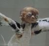 Click image for larger version

Name:	foetus art.jpg
Views:	156
Size:	7.8 KB
ID:	9004857