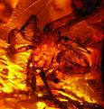 Click image for larger version

Name:	spiderinamber1.jpg
Views:	147
Size:	24.9 KB
ID:	9005550