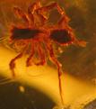 Click image for larger version

Name:	spiderinamber2.jpg
Views:	149
Size:	15.0 KB
ID:	9005551