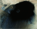 Click image for larger version

Name:	libya2.gif
Views:	259
Size:	126.2 KB
ID:	9009942