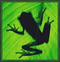 Click image for larger version

Name:	bishopnic-red-eyedtreefrog2-sj.jpg
Views:	190
Size:	200.0 KB
ID:	9010071
