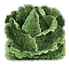 Click image for larger version

Name:	cabbage.gif
Views:	118
Size:	19.7 KB
ID:	9010088
