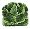 Click image for larger version

Name:	cabbage.gif
Views:	99
Size:	19.7 KB
ID:	9010088