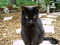 Click image for larger version

Name:	cats 067.jpg
Views:	310
Size:	87.9 KB
ID:	9010283