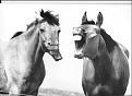 Click image for larger version

Name:	horse%20laugh.jpg
Views:	192
Size:	31.1 KB
ID:	9010429