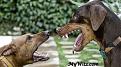Click image for larger version

Name:	angrydogs.jpg
Views:	187
Size:	28.0 KB
ID:	9010430