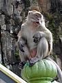 Click image for larger version

Name:	monkey_batu.jpg
Views:	242
Size:	29.8 KB
ID:	9010458