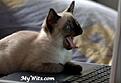 Click image for larger version

Name:	laptop-*****.jpg
Views:	97
Size:	23.0 KB
ID:	9010528