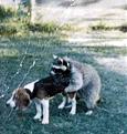 Click image for larger version

Name:	raccoon.jpg
Views:	127
Size:	60.0 KB
ID:	9010675