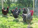 Click image for larger version

Name:	chickens%20outside%201.jpg
Views:	135
Size:	163.0 KB
ID:	9010772