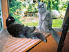 Click image for larger version

Name:	bandit_george_trbl.jpg
Views:	240
Size:	42.8 KB
ID:	9010820