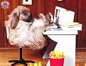 Click image for larger version

Name:	rabbit-3.jpg
Views:	311
Size:	36.9 KB
ID:	9011369