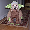 Click image for larger version

Name:	yoda_dog.jpg
Views:	223
Size:	40.1 KB
ID:	9011536