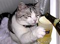 Click image for larger version

Name:	drunk_cat.jpg
Views:	267
Size:	32.6 KB
ID:	9012832